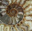 Cut Ammonite Fossil (Half) - Agate Preservation #51247-2